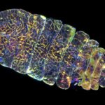 Imagen de Stefan Siebert